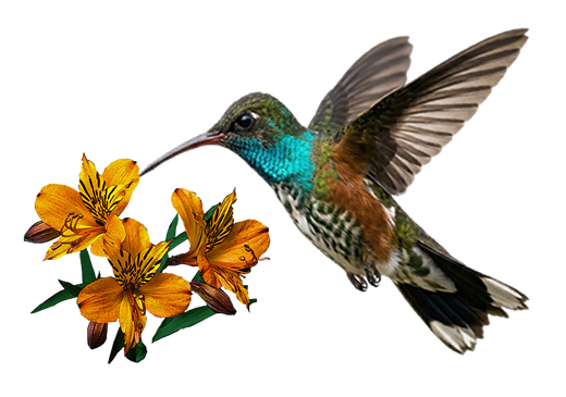 colibri 2