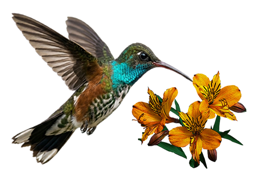 colibri