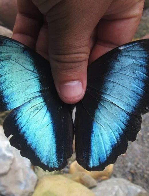 mariposario urubamba